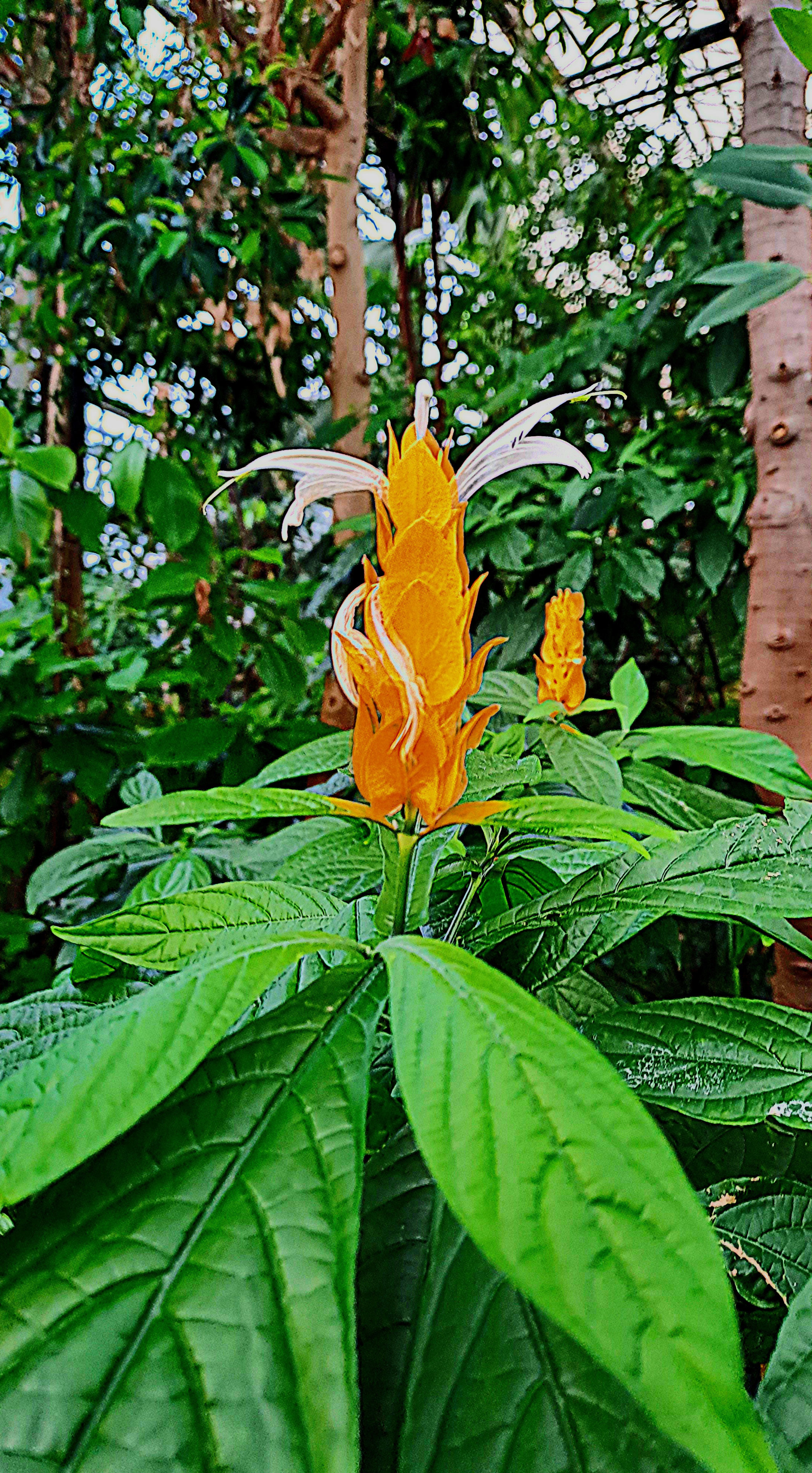 Foto van Tropische Plant 1